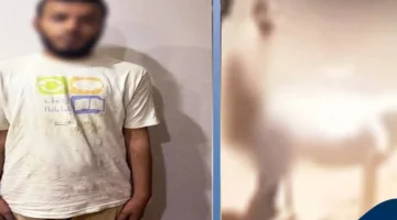 القبض على المتهم بالتورط في واقعة التحرش بحمار في إحدى المناطق